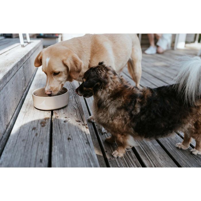 Comedero para Perro Hunter OSBY Beige Cerámica 350 ml 1 Comedero para Perro Hunter OSBY Beige Cerámica 350 ml 1