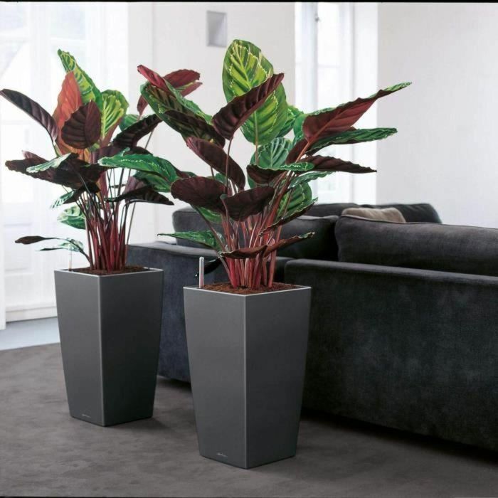 Lechuza LEC4008789181930 Maceta Cubico Premium 40 Rojo con Reserva de Agua Kit Completo 1 Lechuza LEC4008789181930 Maceta Cubico Premium 40 Rojo con Reserva de Agua Kit Completo 1