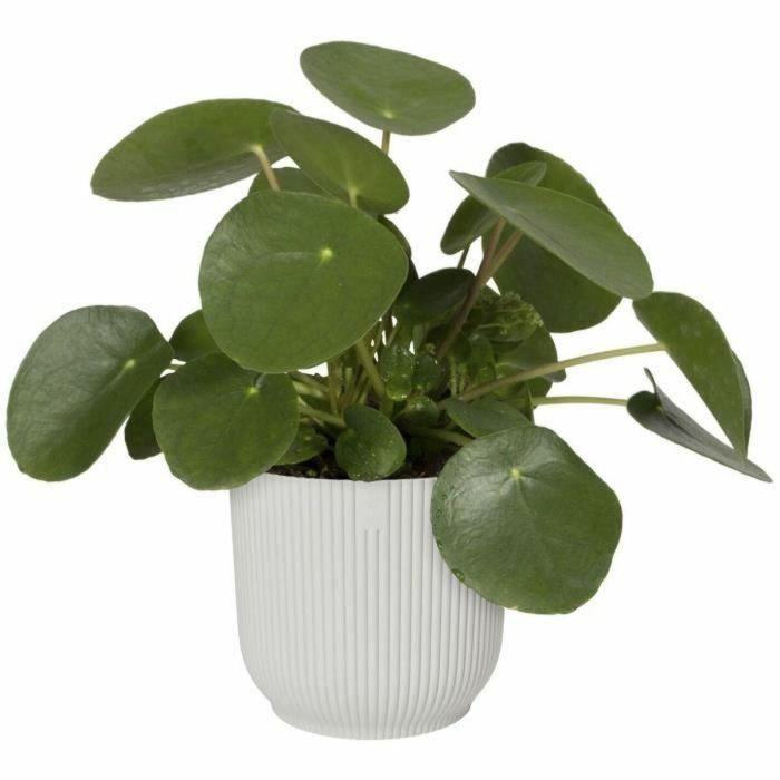 Vibras de maceta de flores redondas - Plastic - Ø25 - Blanco 4 Vibras de maceta de flores redondas - Plastic - Ø25 - Blanco 4