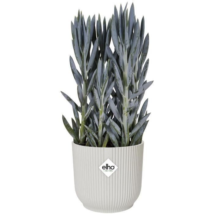 Vibras de maceta de flores redondas - Plastic - Ø22 - Blanco 3 Vibras de maceta de flores redondas - Plastic - Ø22 - Blanco 3