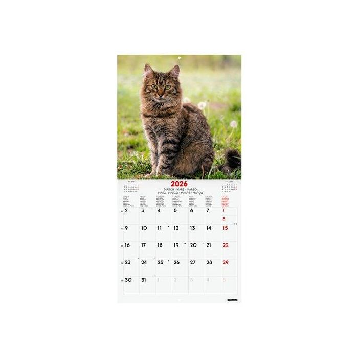 Calendario (2026) Finocam Internacional Pared Imagenes Mensual Para Escribir 300X300 Cats