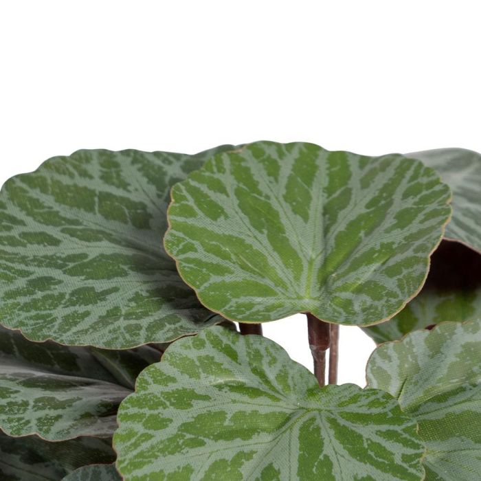 Saxifraga Verde "Pvc" 20 X 21 X 18 cm