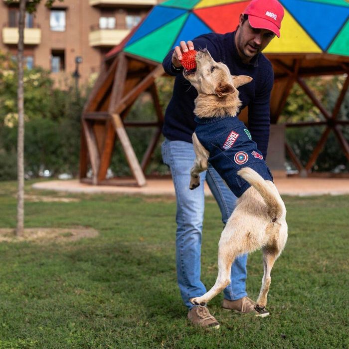 Chaqueta para Perro Marvel Azul M 8 Chaqueta para Perro Marvel Azul M 8