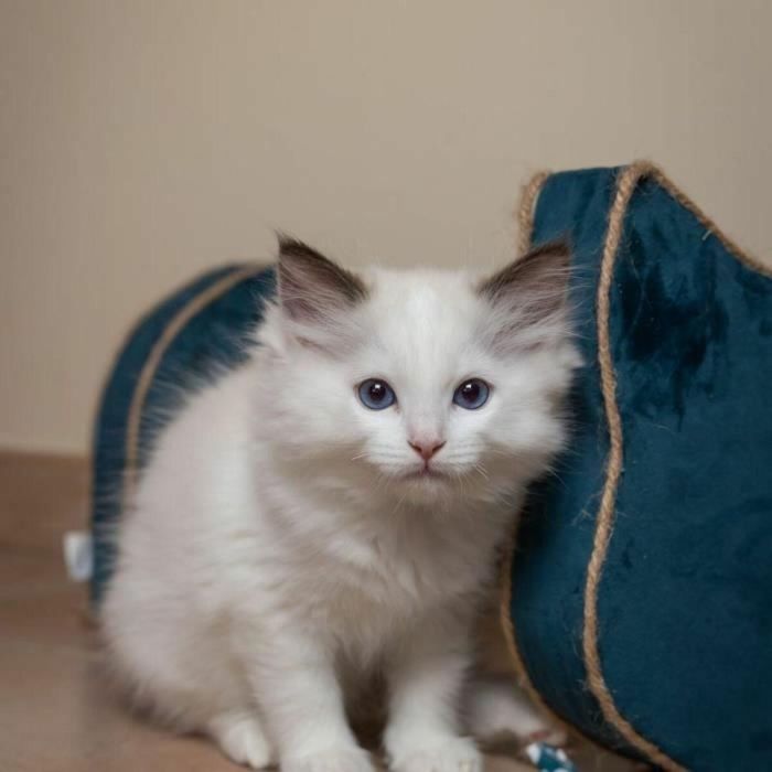 Tyrol TYR3281014041402 Rascador horizontal 44 x 22 x 21 cm 1 Tyrol TYR3281014041402 Rascador horizontal 44 x 22 x 21 cm 1