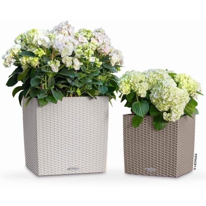 Maceta LECHUZA Cube Cottage 50 - juego completo, gris claro 2 Maceta LECHUZA Cube Cottage 50 - juego completo, gris claro 2
