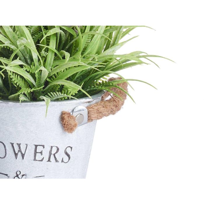 Planta Lavanda Bote Metal 25Cm Ibergarden (12 Unidades) 3 Planta Lavanda Bote Metal 25Cm Ibergarden (12 Unidades) 3