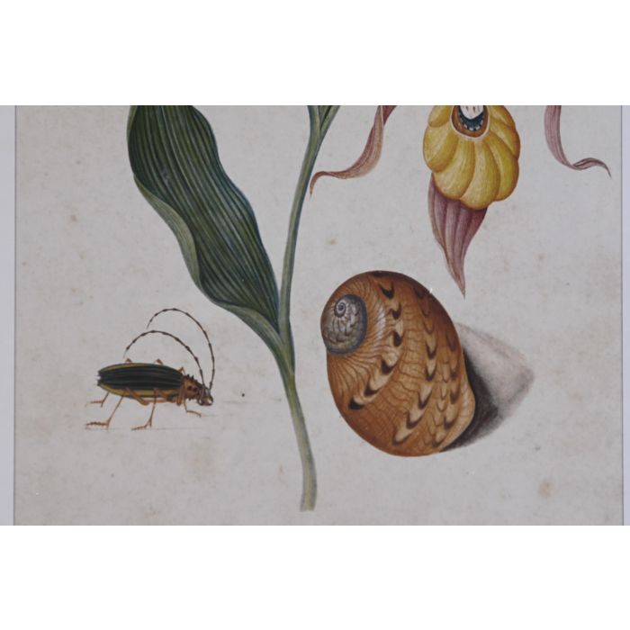 DKD Home Decor Cuadro Cottage Gris Verde Flores Cristal Abeto 50 x 70 x 2.5 cm (4 Unidades) 2