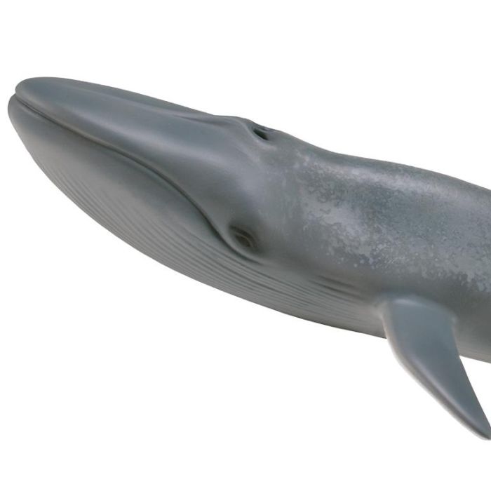 Collecta 88834 Ballena Azul XL, Figura Animal Marino Detallada y Realista. Nuevo Modelo Gris Sombreado Ideal para Niños +3 Años 1 Collecta 88834 Ballena Azul XL, Figura Animal Marino Detallada y Realista. Nuevo Modelo Gris Sombreado Ideal para Niños +3 Años 1