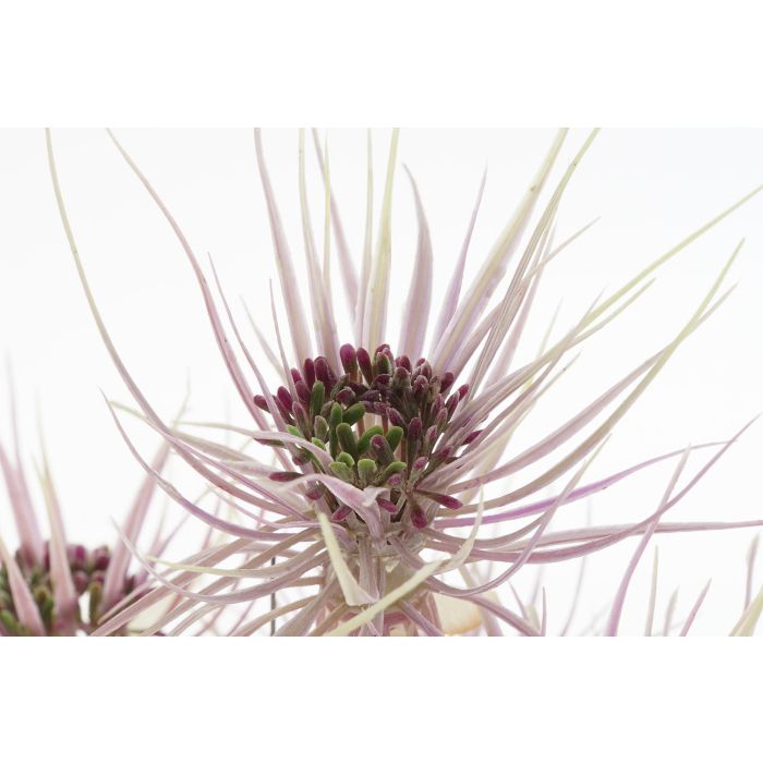 DKD Home Decor Planta Marron Verde 40 x 40 x 120 cm (2 Unidades) 3