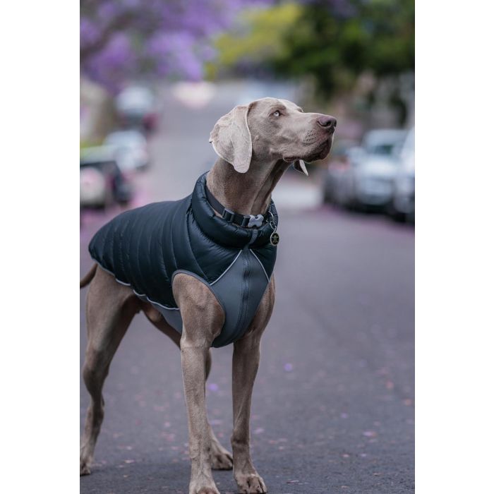 Red Dingo Abrigo Puffer Acolchado Reversible Negro-Gris 25cm para Perro, con Panel de Neopreno y Ribetes Reflectantes de Seguridad 2