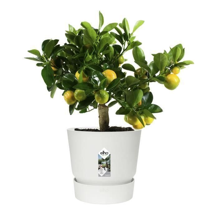 Maceta redonda ELHO Greenville 30 - Exterior - Ø 29.5 x H 27.8 cm - Blanco 4 Maceta redonda ELHO Greenville 30 - Exterior - Ø 29.5 x H 27.8 cm - Blanco 4