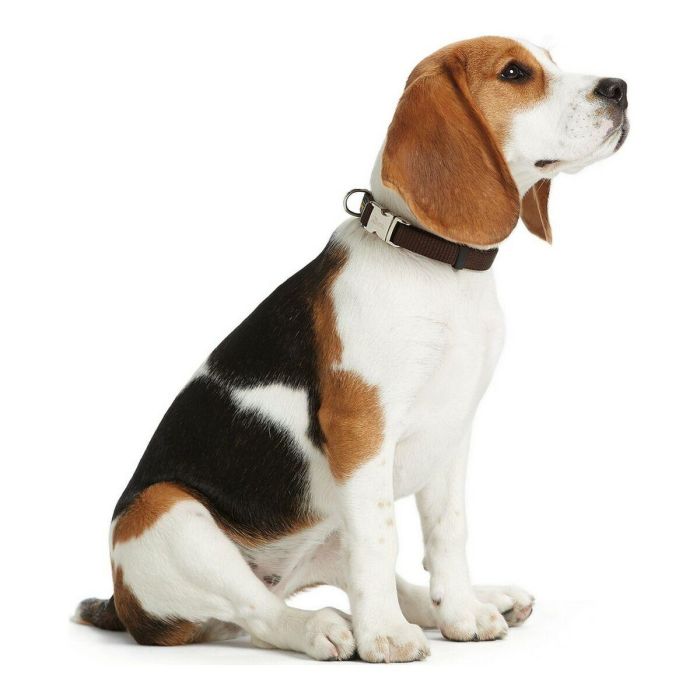Collar para Perro Hunter Alu-Strong Turquesa Talla M (40-55 cm) 1 Collar para Perro Hunter Alu-Strong Turquesa Talla M (40-55 cm) 1
