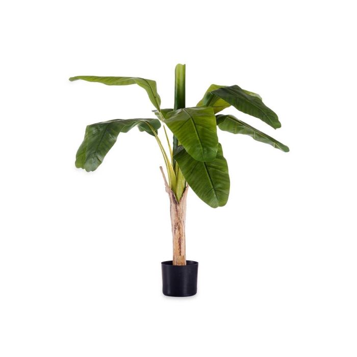 Planta Bananera Pequeña 120 cm con Maceta - Ibergarden 1 Planta Bananera Pequeña 120 cm con Maceta - Ibergarden 1