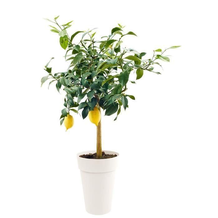 Jarrón toscano alto EDA - Ø 46 x H 65 cm - 67 L - Blanco 1 Jarrón toscano alto EDA - Ø 46 x H 65 cm - 67 L - Blanco 1