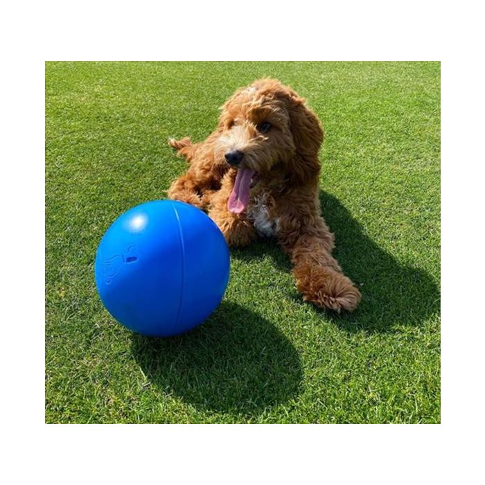 Company Of Animals Pelota Boomer Ball 25 cm Resistente Polietileno para Perros Grandes 1