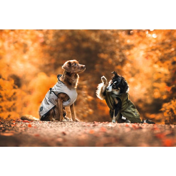 Dog Coat Uppsala, 40 cm Marrón 3 Dog Coat Uppsala, 40 cm Marrón 3