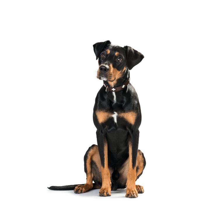 Collar Swiss 41-49 cm Marrón-Negro 3 Collar Swiss 41-49 cm Marrón-Negro 3