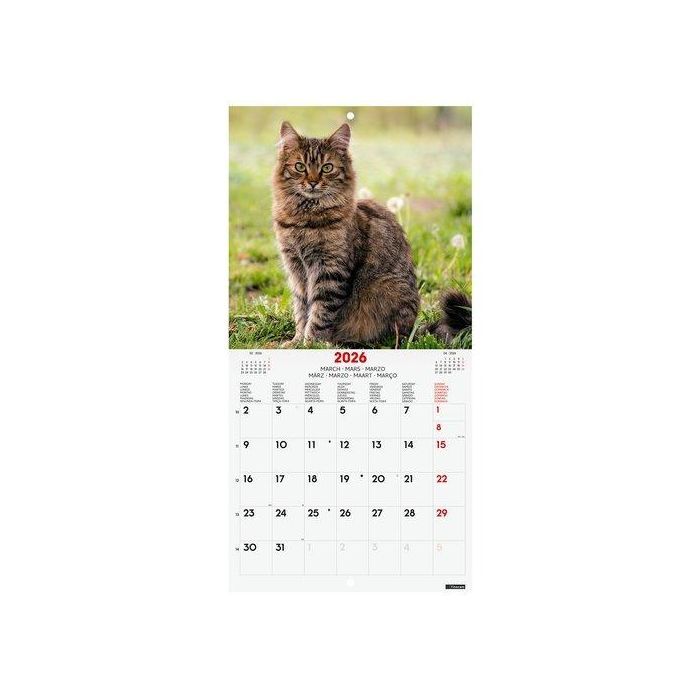 Calendario (2026) Finocam Internacional Pared Imagenes Mensual Para Escribir 180X180 Cats