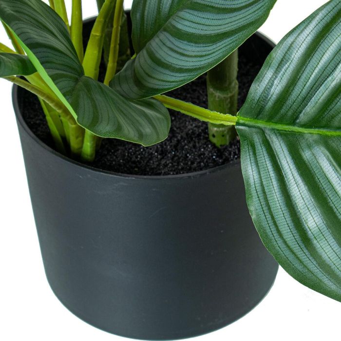 Planta Decorativa Alexandra House Living Plástico Calathea 90 cm 1