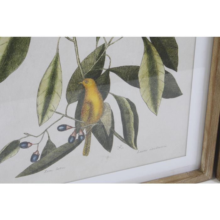 DKD Home Decor Cuadro de Pared Tropical Botanic Aves Verde Beige Natural, Madera Abeto y Cristal, 70x55x2.5 cm (4 Unidades) 2 DKD Home Decor Cuadro de Pared Tropical Botanic Aves Verde Beige Natural, Madera Abeto y Cristal, 70x55x2.5 cm (4 Unidades) 2