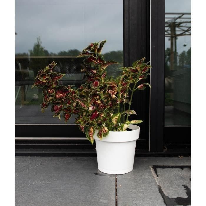 Garden Id 08311801 Maceta Glamour con Reserva de Agua Blanco 40 cm Superficie Granulada Interior/Exterior Diseño Elegante Garden Id 08311801 Maceta Glamour con Reserva de Agua Blanco 40 cm Superficie Granulada Interior/Exterior Diseño Elegante