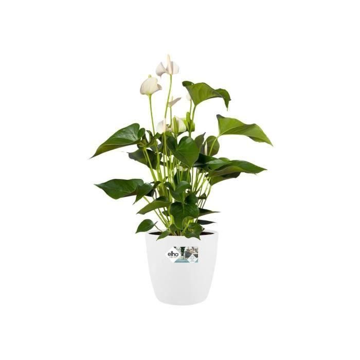 Maceta redonda ELHO Bruselas Wheels 47 - Blanco - Ø 47 x H 44 cm - interior - 100% reciclado 2 Maceta redonda ELHO Bruselas Wheels 47 - Blanco - Ø 47 x H 44 cm - interior - 100% reciclado 2