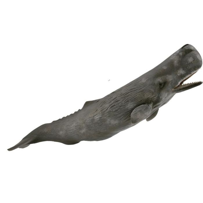 Collecta 88835 Cachalote XL Figura de Animal Marino Versión Mejorada con Piel Rugosa y Manchas Blancas para Niños +3 Años 2 Collecta 88835 Cachalote XL Figura de Animal Marino Versión Mejorada con Piel Rugosa y Manchas Blancas para Niños +3 Años 2