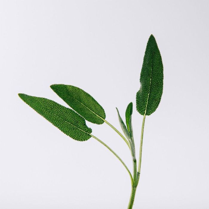 Loewe SOLO VULCAN EDP Vaporizador Hombre 50 ml Fougère Amaderada