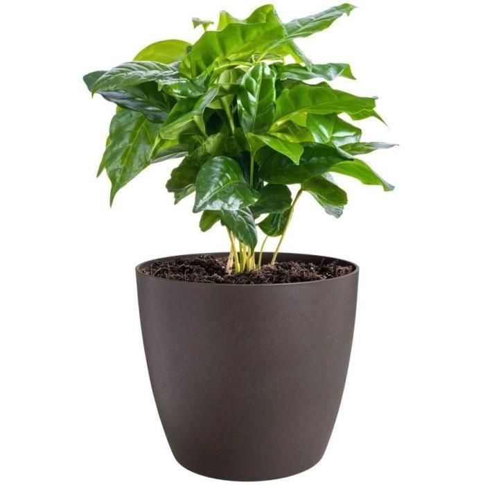 Elho 5661461877341 Juego 3 Maceteros Redondos The Coffee Collection Plástico Marrón Ø14/16/18cm Capacidad 7L 1