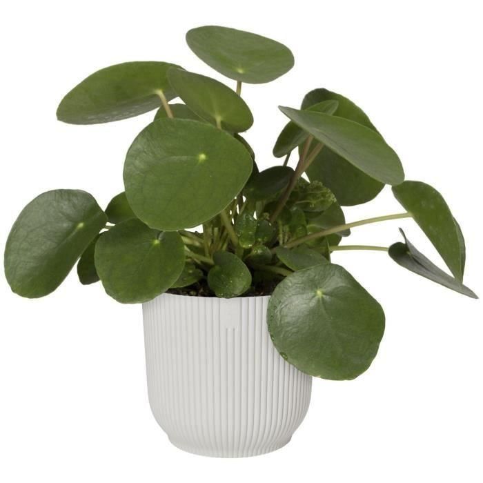 Vibras de maceta de flores redondas - Plastic - Ø22 - Blanco 2 Vibras de maceta de flores redondas - Plastic - Ø22 - Blanco 2