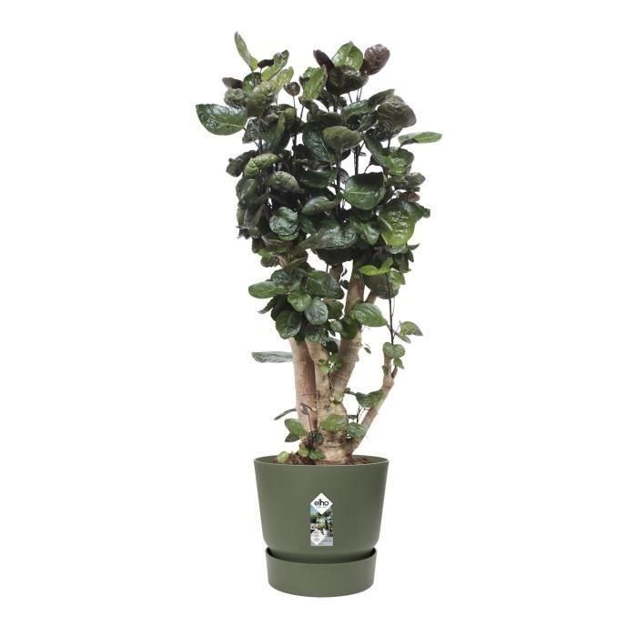 Elho Maceta redonda Greenville 47 Ø 47 cm Exterior Verde hoja, plástico 100% reciclado, con depósito de agua y resistente a heladas 4 Elho Maceta redonda Greenville 47 Ø 47 cm Exterior Verde hoja, plástico 100% reciclado, con depósito de agua y resistente a heladas 4