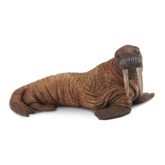 Morsa -L- 88569 Collecta Morsa -L- 88569 Collecta