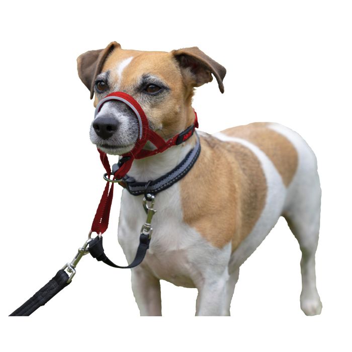 Halti Bozal Headcollar Talla 1 Rojo para Perros Pequeños con Cuello 31-40cm y Hocico 16-24cm 3