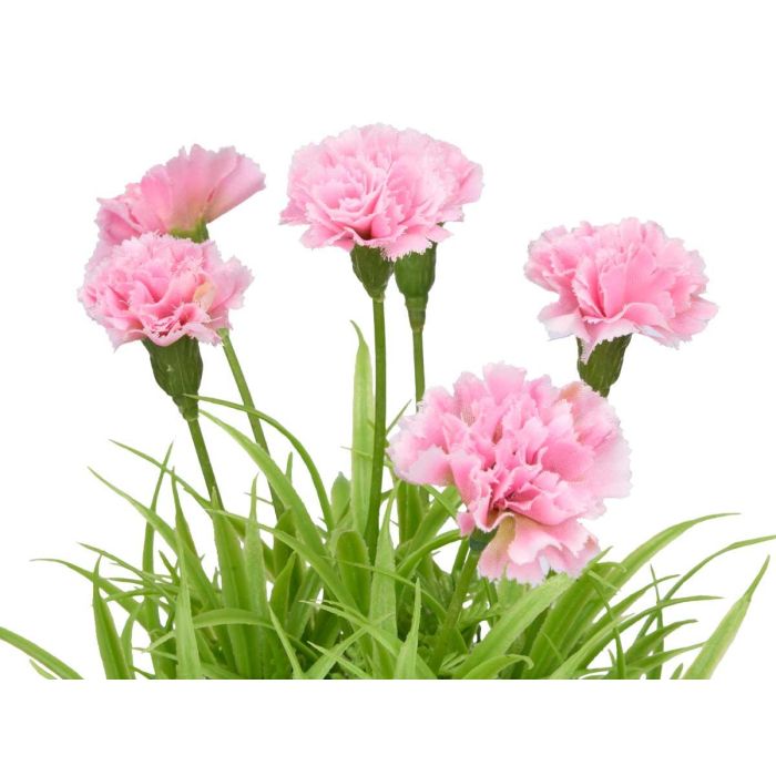 Maceta Cemento Cuadrados Claveles Surtidos Ibergarden 18x25x18cm (24 Unidades) 3 Maceta Cemento Cuadrados Claveles Surtidos Ibergarden 18x25x18cm (24 Unidades) 3