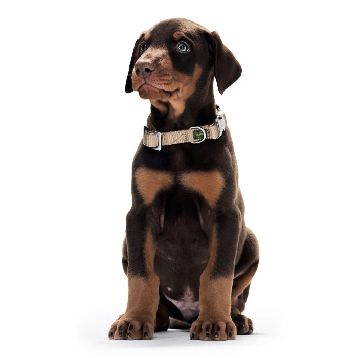 Collar para Perro Hunter Alu-Strong Turquesa Talla L (45-65 cm) 2 Collar para Perro Hunter Alu-Strong Turquesa Talla L (45-65 cm) 2