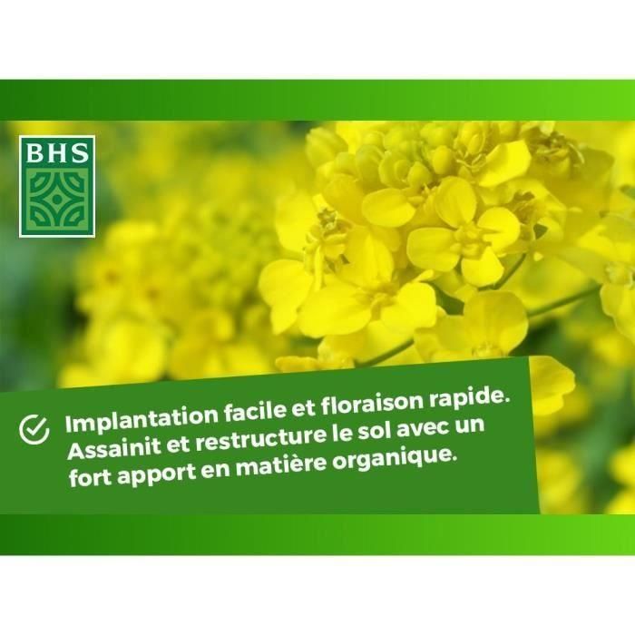 Fertilizantes Verdes - BHS - Mostaza Blanca 500g | 100 m² | Mejora y desinfecta los suelos para una mejor fertilidad. 5 Fertilizantes Verdes - BHS - Mostaza Blanca 500g | 100 m² | Mejora y desinfecta los suelos para una mejor fertilidad. 5