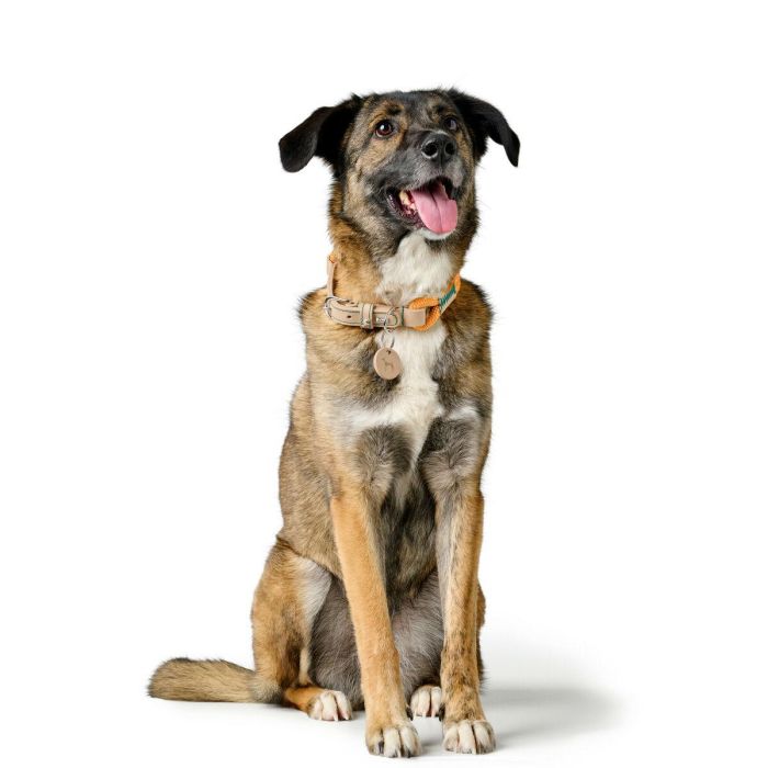 Collar para Perro Hunter Malia Naranja M/L 45-54 cm 5 Collar para Perro Hunter Malia Naranja M/L 45-54 cm 5