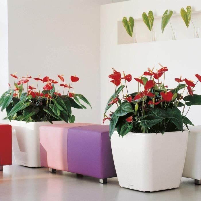 Maceta - LEC - Quadro Premium LS 50 - antracita metalizada - 50 x 50 x 46,5 cm - 53 L 3 Maceta - LEC - Quadro Premium LS 50 - antracita metalizada - 50 x 50 x 46,5 cm - 53 L 3