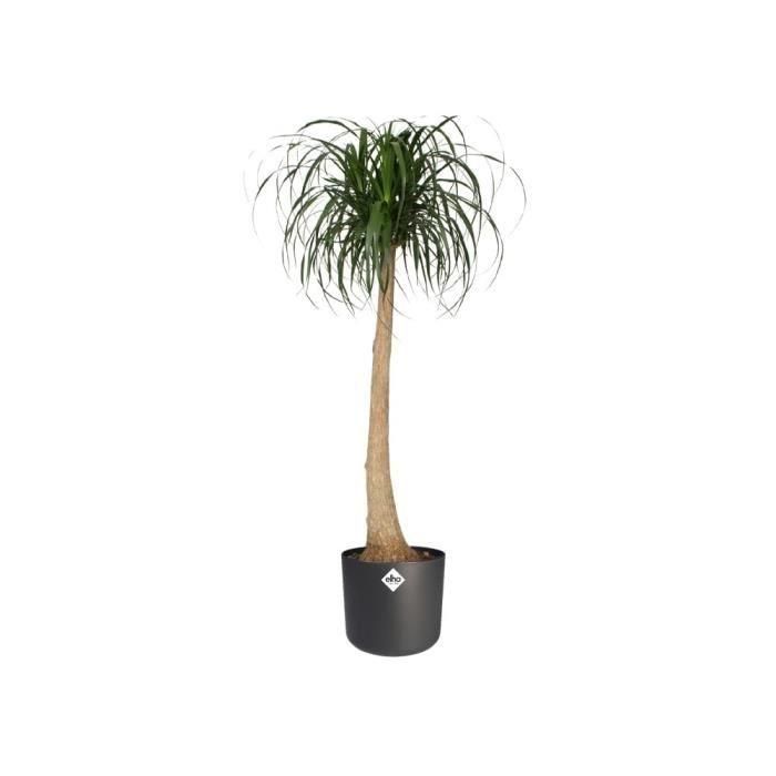 ELHO B.for Maceta redonda Soft - Negro - Ø 35 x H 32 cm - interior - 100% reciclado 3 ELHO B.for Maceta redonda Soft - Negro - Ø 35 x H 32 cm - interior - 100% reciclado 3