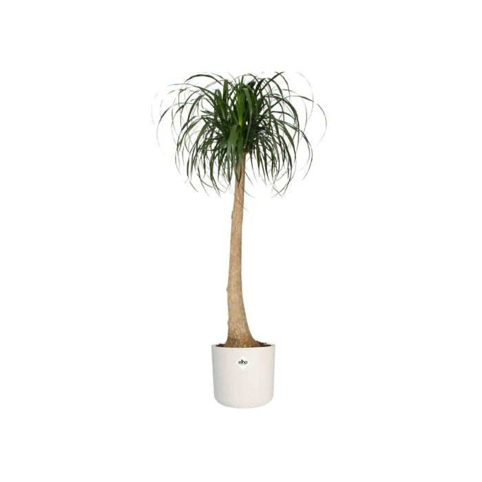 Maceta Elho Blanco Verde Plástico 30 x 30 x 28 cm 2 Maceta Elho Blanco Verde Plástico 30 x 30 x 28 cm 2