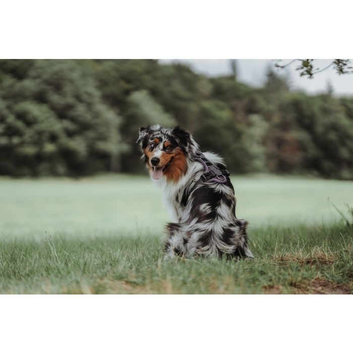 Arnés para Perro Hunter Divo Morado L/XL 79-107 cm 1 Arnés para Perro Hunter Divo Morado L/XL 79-107 cm 1