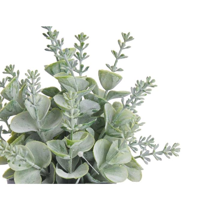 Maceta Planta Verde Surtidos Ibergarden 12X18CM (24 Unidades) 2 Maceta Planta Verde Surtidos Ibergarden 12X18CM (24 Unidades) 2