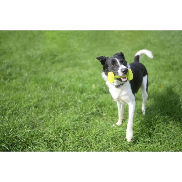 Coachi Mancuerna de Adiestramiento Mediana Lima Flotante y Resistente, Juguete Clásico para Recuperación de Objetos y Entrenamiento de Perros y Cachorros 5 Coachi Mancuerna de Adiestramiento Mediana Lima Flotante y Resistente, Juguete Clásico para Recuperación de Objetos y Entrenamiento de Perros y Cachorros 5