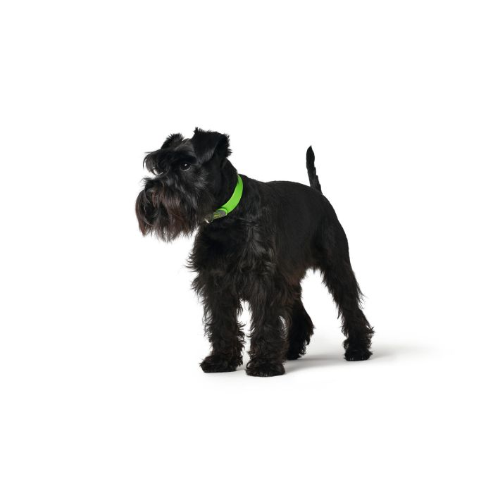 Collar para Perro Hunter Convenience Verde Talla S/M (33-41 cm) 2 Collar para Perro Hunter Convenience Verde Talla S/M (33-41 cm) 2