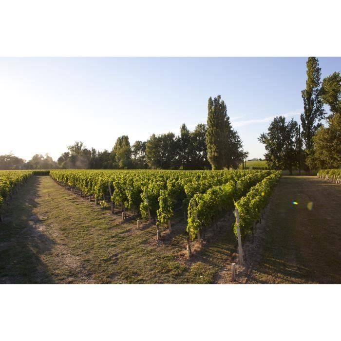 Château La Croix Montlabert 2016 Saint-Emilion Grand Cru - Vino tinto de Burdeos 4 Château La Croix Montlabert 2016 Saint-Emilion Grand Cru - Vino tinto de Burdeos 4