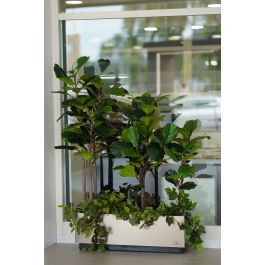 Planta Artificial Ficus Lyrata 160 cm Verde Tela