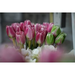 Flor Artificial Tulipan Fucsia Foam