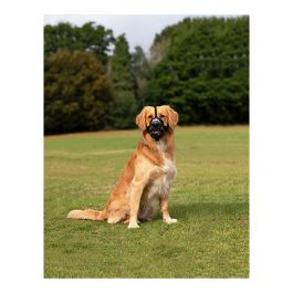 Bozal Company of Animals Baskerville Ultra Negro (5 x 22 cm)