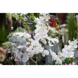 Flor Artificial Vara de Orquidea Blanco Latex