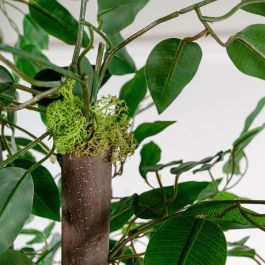 DKD Home Decor Árbol Ficus Verde 80 x 180 x 80 cm